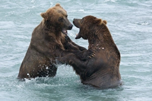 Images Dated 24th July 2009: USA, Alaska, McNeil River. Grizzly or brown bear