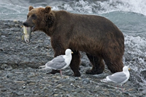 Images Dated 24th July 2009: USA, Alaska, McNeil River. Grizzly or brown bear