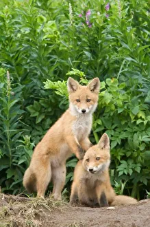 USA, Alaska, McNeil River. Red Fox