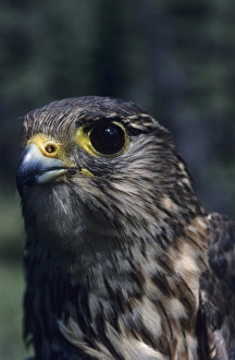 Predatory Prints: USA, Alaska, Merlin Falcon, Denali National Park