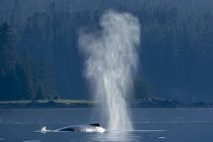 USA, Alaska, Mist from exhaled breath of Humpback Whale (Megaptera novaeangliae USA, Alaska, Mist from exhaled breath of Humpback Whale (Megaptera novaeangliae