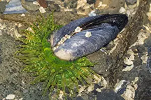 Tide Pool Prints: USA, Alaska. A moon glow anemone attempts to eat a blue muscle