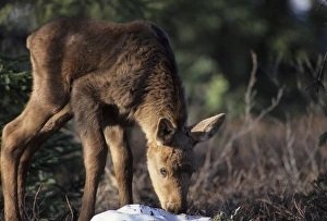 Images Dated 12th December 2012: USA, Alaska, Moose Calf, Denali National Park