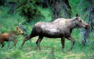 Spruce Prints: USA, Alaska, Moose cow and calf (Alces alces) walk through spruce forest in Turnagain