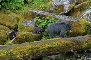 Family Prints: USA, Alaska. Mother black bear with cubs, Anan Bear Observatory