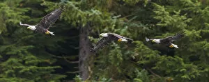 USA, Alaska. Multiple exposure of Bald Eagle feeding on the Chilkoot River near Haines
