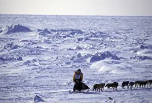 Musher Prints: USA, Alaska. Musher sledding across Bering Sea ice near Nome