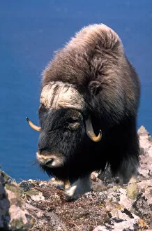 Images Dated 16th October 2006: USA, Alaska, Muskox (Ovibos moschatus) on snow-covered cliff on Nelson Island along