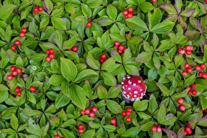 Bunchberry Prints: USA, Alaska, Nancy Lake State Recreation Area. Bunchberry and fly agaric mushrooms