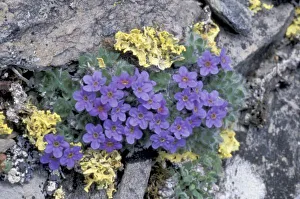 USA, Alaska National Wildlife Refuge (ANWR). Mountain forget-me-not among the lichens