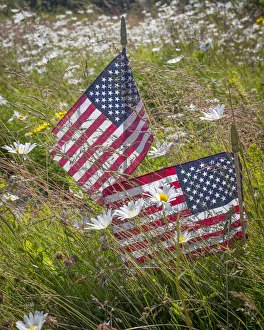 Cemetery Prints: USA, Alaska, Ninilchik. US flags in American Legion Cemetery