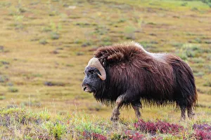 Images Dated 19th October 2022: USA, Alaska, Noatak National Preserve. Bull Muskox on the arctic tundra