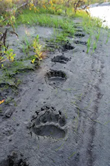 Images Dated 19th October 2022: USA, Alaska, Noatak National Preserve. Fresh tracks from a Brown Bear
