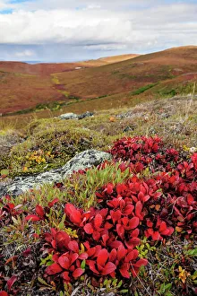 USA, Alaska, Noatak National Preserve. Alpine Bearberry on arctic tundra in autumn colors