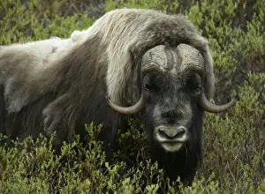 Fierceness Prints: USA, Alaska, Nome. Close-up of musk ox standing in bushes. Credit as: Arthur Morris
