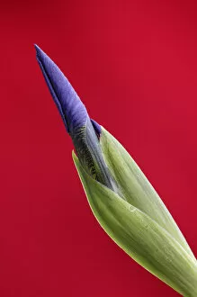 USA, Alaska, Nome. Wild iris budding. Credit as: Arthur Morris / Jaynes Gallery / Danita Delimont