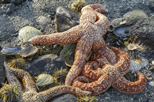 USA, Alaska. Orange mottled sea stars and green sea urchins on the beach at low tide
