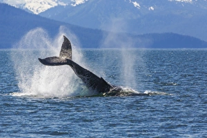 USA, Alaska. Orca whale, tail lobbing. Credit as: Don Paulson / Jaynes Gallery / DanitaDelimont