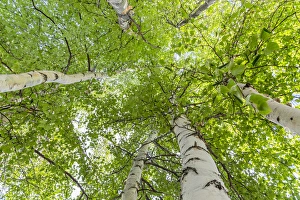 USA, Alaska. Paper birch trees. Credit as: Don Paulson / Jaynes Gallery / DanitaDelimont