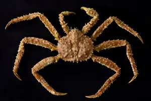 Spiny Prints: USA, Alaska, Petersburg. Close-up of Alaskan king crab with legs in symmetrical pattern