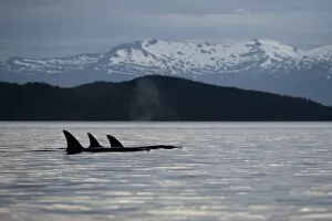 USA, Alaska, Petersburg, Pod of Killer Whales (Orcinus orca) swimming in Frederick