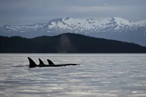 Submerged Prints: USA, Alaska, Petersburg, Pod of Killer Whales (Orcinus orca) swimming in Frederick