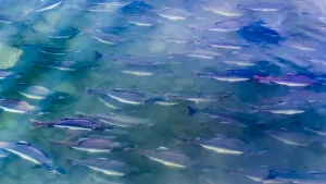 Images Dated 12th June 2018: USA, Alaska, Potters Marsh. Salmon spawning