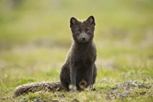 Young Animal Prints: USA, Alaska, Pribilof