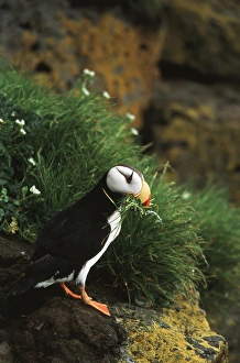 Puffin Prints: USA, Alaska, Pribilof Island, St. Paul Island, Horned Puffin on rock, close-up