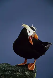 Ledge Prints: USA, Alaska, Pribilof Islands. Close-up of lone puffin standing on rock ledge