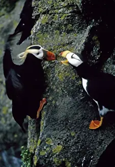 Puffin Prints: USA, Alaska, Pribilof Islands. Puffins interact on cliffside