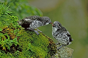Sea Bird Prints: USA, Alaska, Pribilof Islands, St. George. Close-up of wild least auklet pair interacting