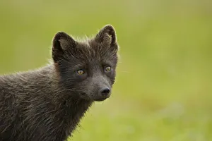 USA, Alaska, Pribilof Islands, St Paul. Blue phase Arctic Fox