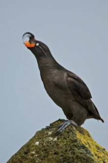 Images Dated 1st August 2010: USA, Alaska, Pribilof Islands, St Paul. Crested Auklet