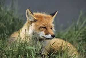 Images Dated 12th December 2012: USA, Alaska, Red Fox, Denali National Park