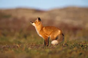 North Slope Prints: USA, Alaska, red fox, fall tundra colors, North Slopes of the Brooks Range