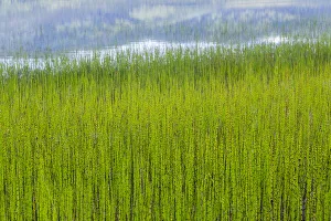 Reed Prints: USA, Alaska. Reeds and Quartz Lake