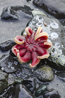 Tide Pool Prints: USA, Alaska. Rose sea star exposed on rocks at low tide