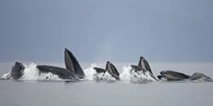 USA, Alaska, Row of Humpback Whales (Megaptera novaengliae) lunging from water while
