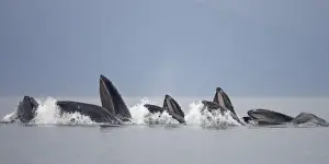 Endangered Specie Prints: USA, Alaska, Row of Humpback Whales (Megaptera novaengliae) lunging from water while