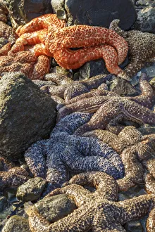 Tide Pool Prints: USA, Alaska. Sea stars on the beach at low tide