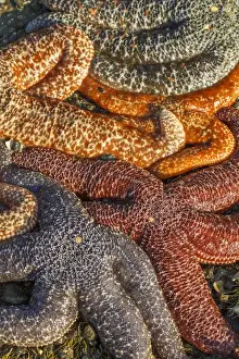Tide Pool Prints: USA, Alaska. Sea stars in a variety of colors on the beach at low tide