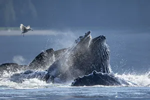 USA, North America, Alaska Prints: USA, Alaska, Seagull hovers above Humpback Whales (Megaptera novaeangliae