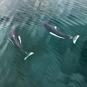 USA, Alaska, Seymore Canal. Two Dalls porpoises swimming near ocean surface