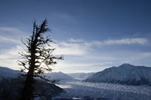 Spruce Prints: USA, Alaska, Silhouette of gnarled spruce tree on summit of Lions Head peak