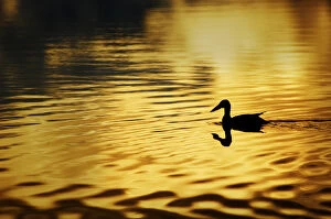 USA, Alaska, Silhouetted duck, Wonder Lake; yellow-gold color