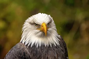 Raptor Prints: USA, Alaska, Sitka, Alaska Raptor Center