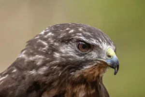 Raptor Prints: USA, Alaska, Sitka, Alaska Raptor Center