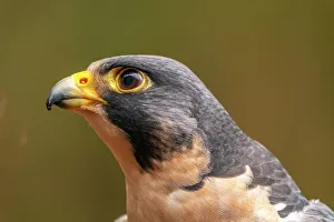 Raptor Prints: USA, Alaska, Sitka, Alaska Raptor Center