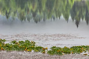 Lily Prints: USA, Alaska, Sitka. Forest reflection in Swan Lake. Credit as